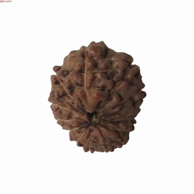 13 mukhi rudraksha